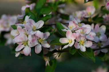 Çin çiçekli yaban elması. 