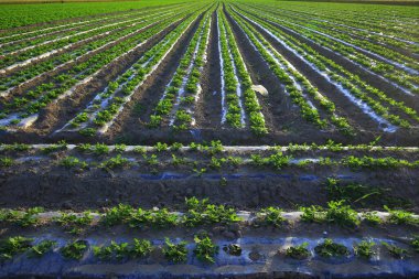 Çiftlikteki yerfıstığı tarlaları