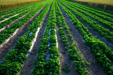 Çiftlikteki yerfıstığı tarlaları