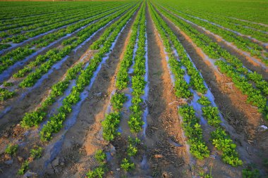 Çiftlikteki yerfıstığı tarlaları