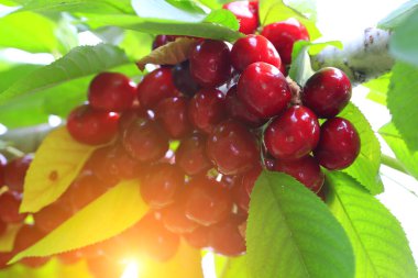 Ağaçlarda asılı kirazlar