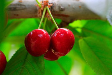 Ağaçlarda asılı kirazlar