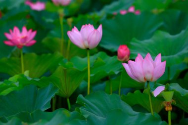 Pembe nilüfer çiçekleri gölette yetişir.