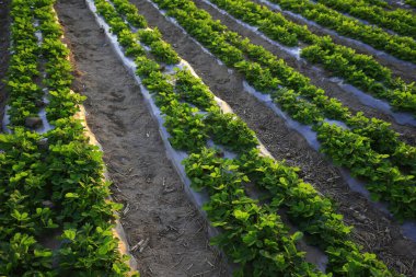 Fıstık tarlaları tarlalarda yetişir