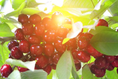 Ağaçlarda asılı kirazlar