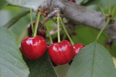 Ağaçlarda asılı kirazlar