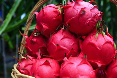 Ağaçta asılı ejderha meyvesi