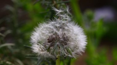 Rüzgarda sallanan karahindiba, yakın çekim