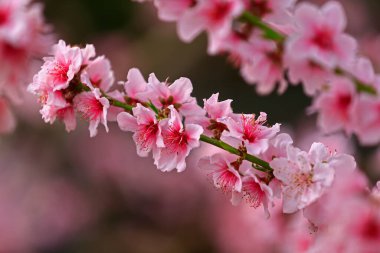 Güzel denizanası çok güzel.