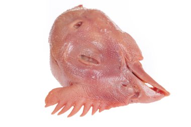 Beyaz arka planda taze tavuk kafası