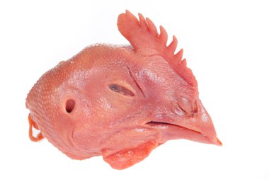 Beyaz arka planda taze tavuk kafası