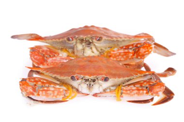 Fresh crabs on a white background clipart