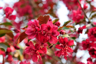 Çin çiçekli yaban elması. 