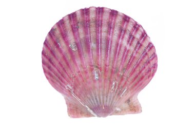 Deniz tarakları beyaz bir arkaplanda izole edilmiş, çok taze.