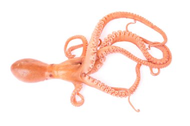 Beyaz arkaplanda ahtapot