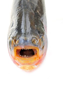 Beyaz arkaplanda beyaz pomfret