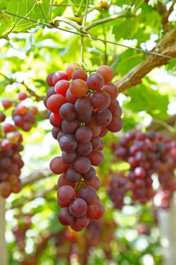 Ağaçta asılı olgun üzümler