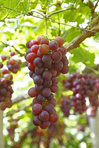 Ağaçta asılı olgun üzümler