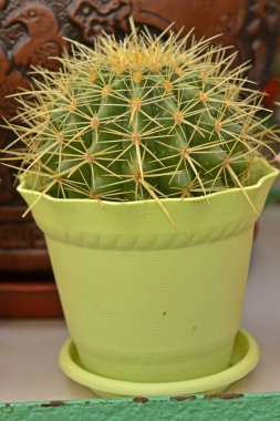 Güzel orkideler yeni bir iğne kadar zekiler.