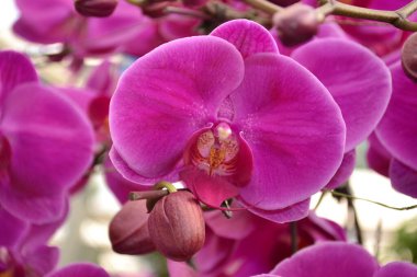 Güzel orkideler yeni bir iğne kadar zekiler.