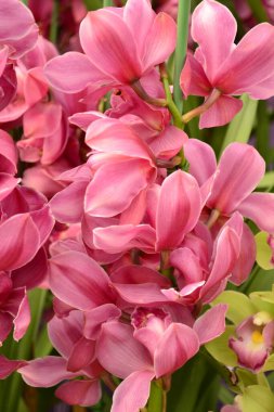 Güzel orkideler yeni bir iğne kadar zekiler.