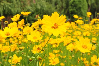 Sarı çiçekler yeni bir iğne kadar akıllı.