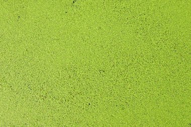 Su yüzeyi ördek yosunuyla kaplı. 