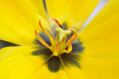 Lalelerin makro merceği 