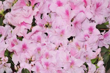 Şeftali çiçeği yeni bir iğne kadar zekidir.