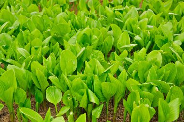 Bahar bitkileri, fidanlar 