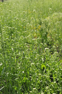 Yaşamın arka planı Güneşteki güçlü çimenler 