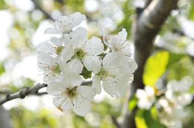 Güzel baharda beyaz kiraz çiçekleri açar. 
