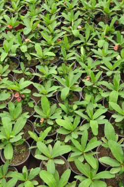 Hollanda 'nın çiçekli yaban elması 