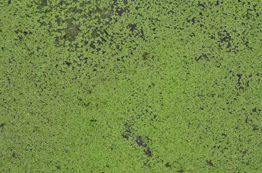 İrisler yeni bir iğne kadar zekidir.