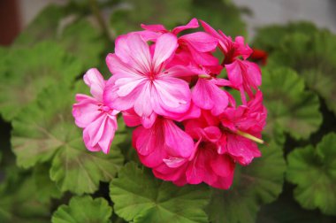 Pembe orkide yeni bir iğne kadar akıllı.