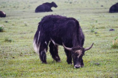 Sığır yeşil çim