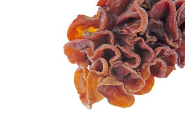 beyaz zemin üzerine siyah mantar