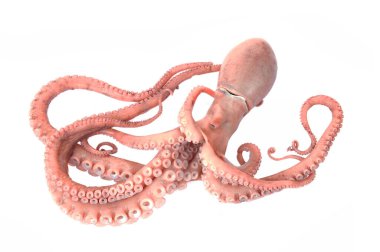 Beyaz arkaplanda ahtapot