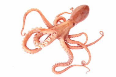 Beyaz arkaplanda ahtapot