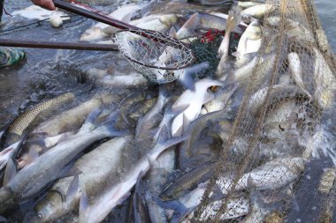Balık ağlarındaki balıklar.