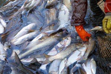 Balık ağlarındaki balıklar.