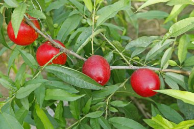 Organik şeftali ağacı dalı