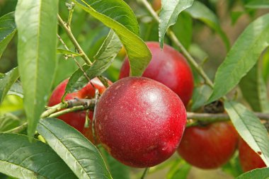 Organik şeftali ağacı dalı