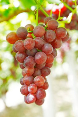 Kabuklu karpuz çekirdekleri yakın çekim, yakın çekim görüntüleri