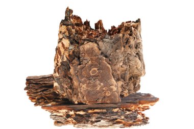 Beyaz arka planda çam kabuğu