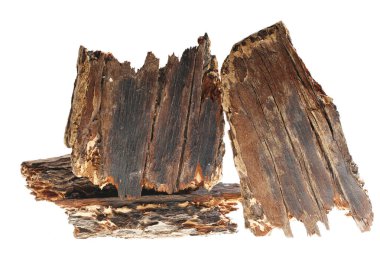 Beyaz arka planda çam kabuğu