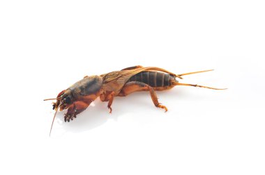 Köstebek cırcırböceği beyaz arka planda izole edildi (Gryllotalpidae