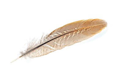 Erkek hindi, yakın mesafeden ateş, çok güzel.