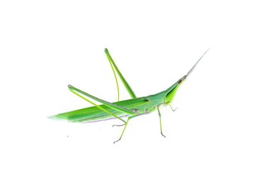 Çekirgeler, bir çeşit ortopedi böceği.