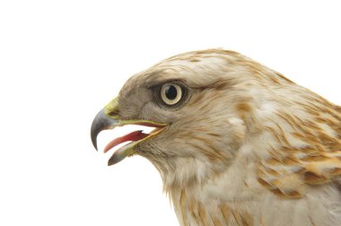 Kartal başı beyaz arkaplanda yer alır